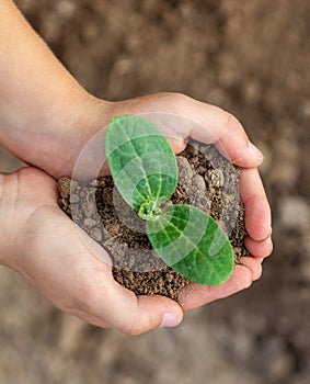 Kid`s hands holding a young plant. Close-up