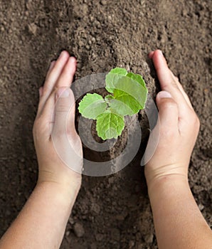 Kid`s hands holding a young plant. Close-up