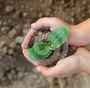 Kid`s hands holding a young plant. Close-up