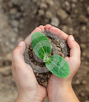 Kid`s hands holding a young plant. Close-up