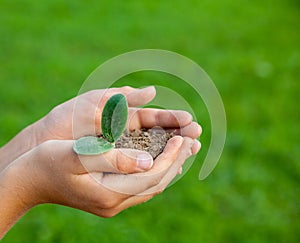 Kid`s hands holding a young plant. Close-up