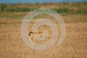 Kid Saiga tatarica is listed in the Red Book