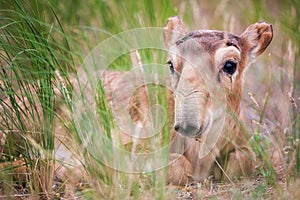 Kid Saiga tatarica is listed in the Red Book