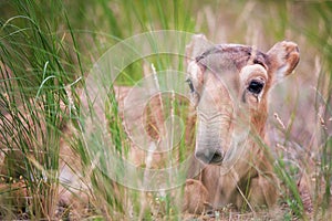 Kid Saiga tatarica is listed in the Red Book