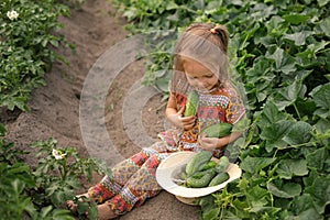 Kid sits on ground by growing vegetable bushes and collects fresh cucumbers