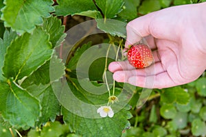 Kid Strawberry