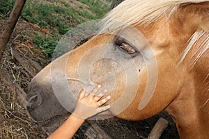 Kid Stroke Reassuring Horse Love Friends