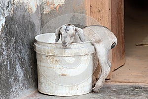 Kid stuck in bucket