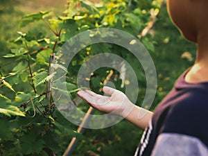 Kid touching leaves of grapevine