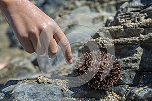 A kid is trying to touch a sea urchin echinoidea.Seaside background