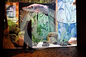 Kid watching fish swimming in oceanarium, aquarium