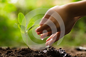 Kid watering young tree over green background