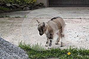 kiddy. a newborn baby goat