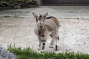 kiddy. a newborn baby goat