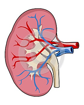 Kidney photo