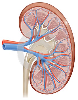 human kidney