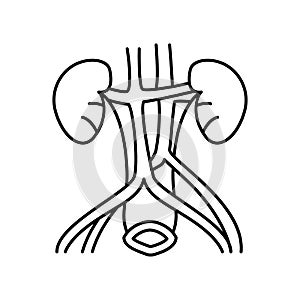 Kidney and adrenal glands icon. Simple line, outline  of urology icons for ui and ux, website or mobile application