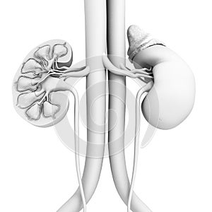 Kidney anatomy, cross-section, white background, medically 3D illustration