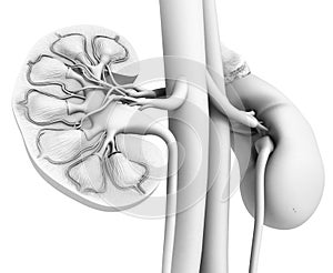 Kidney anatomy, cross-section, white background, medically 3D illustration photo