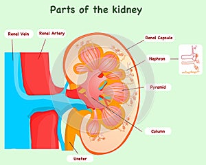 Kidney anatomy. Detail Parts , Nephron section diagram. Pistachio green illustration back photo