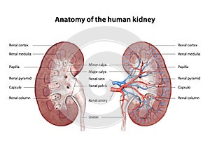 Kidney, Anatomy of the human urinary system, Cross Section. Shown are the renal artery, renal vein, ureter, upper calyx, lower