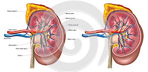 Kidney anatomy photo
