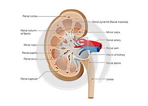 Kidney Anatomy Vector.