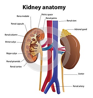 Kidney anatomy in vector