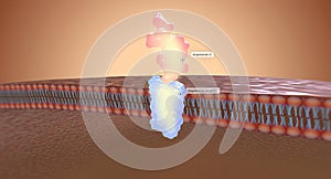 In the kidney, angiotensin II works by connecting with receptors called angiotensin receptors