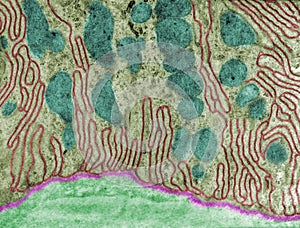 Kidney. Basal inholdings