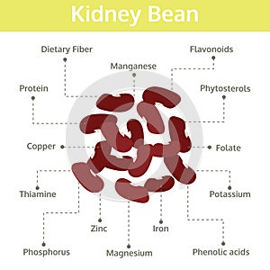 kidney bean nutrient of facts and health benefits, info graphic, food vector