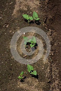 Kidney beans germination