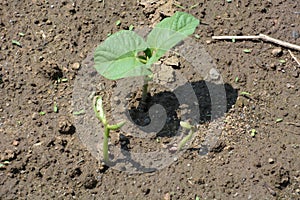 Kidney beans germination