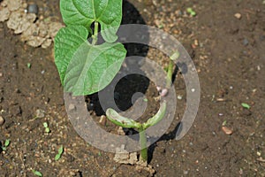 Kidney beans germination