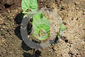 Kidney beans germination