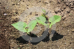 Kidney beans germination