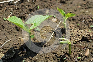 Kidney beans germination