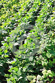 Kidney beans growing up