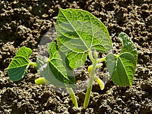 Kidney beans seedlings