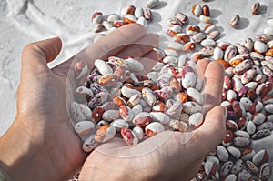 Kidney Beans, spotted in the hands of a woman, top view. Closeup of female hands sorting haricot beans
