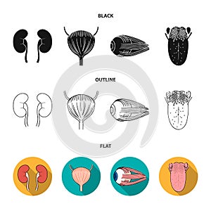 Kidney, bladder, eyeball, tongue. Human organs set collection icons in black,flat,outline style vector symbol stock