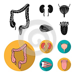 Kidney, bladder, eyeball, tongue. Human organs set collection icons in black,flat style vector symbol stock illustration