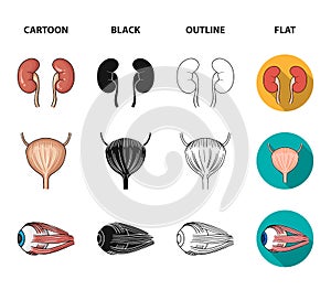 Kidney, bladder, eyeball, tongue. Human organs set collection icons in cartoon,black,outline,flat style vector symbol