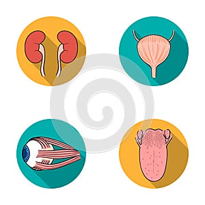Kidney, bladder, eyeball, tongue. Human organs set collection icons in flat style vector symbol stock illustration web.