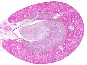 Kidney. Cortex and medulla