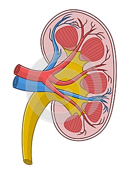 Kidney cross section