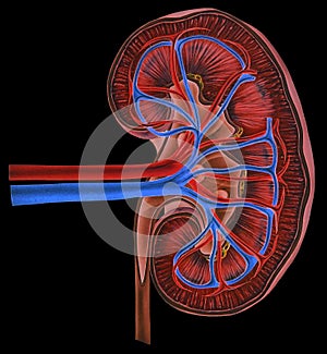 Kidney - Cross Section in False Color photo