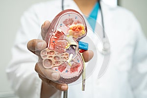 Kidney disease, Chronic kidney disease ckd, Doctor with human model to study and treat in hospital