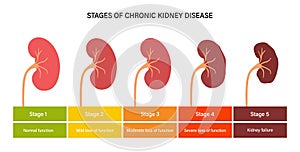 Kidney disease concept