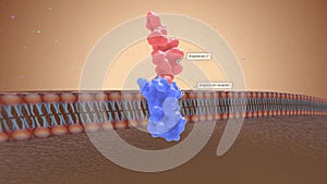 Kidney function is also regulated by a protein called angiotensin II.